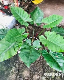 Philodendron Jungle Fever (JIFFY)