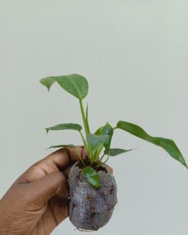 Philodendron Jungle Fever (JIFFY)