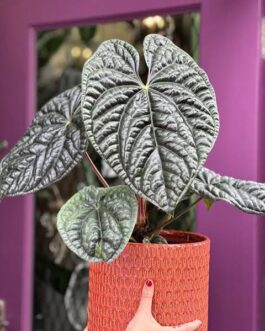 Anthurium Luxurians (JIFFY)