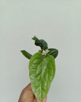 Anthurium Luxurians (JIFFY)