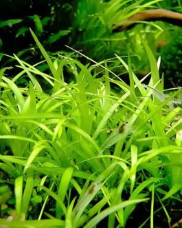 Echinodorus Tenellus Sp Broad Leaf green (6 plants)