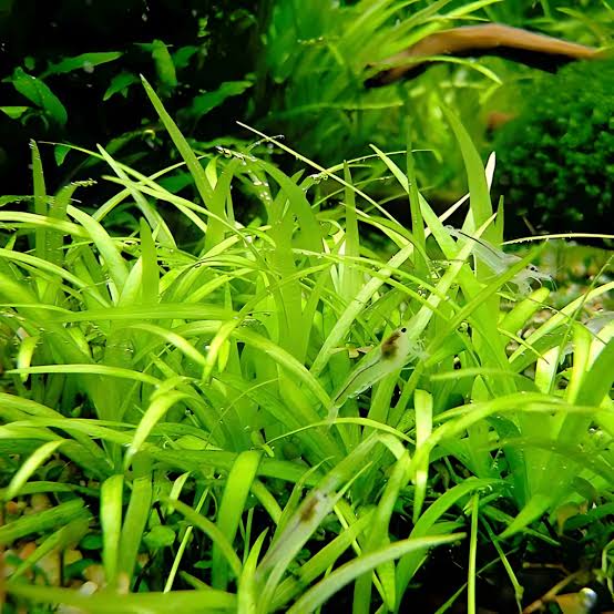 Echinodorus Tenellus Sp Broad Leaf green (6 plants) - Image 2