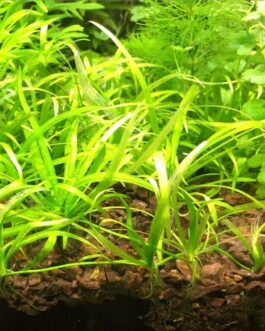 Echinodorus Tenellus Sp Broad Leaf green (6 plants)