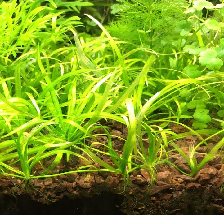 Echinodorus Tenellus Sp Broad Leaf green (6 plants)