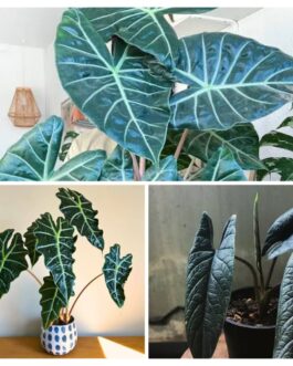 Alocasia Combo ( scalprum, amazonica, pink dragon)