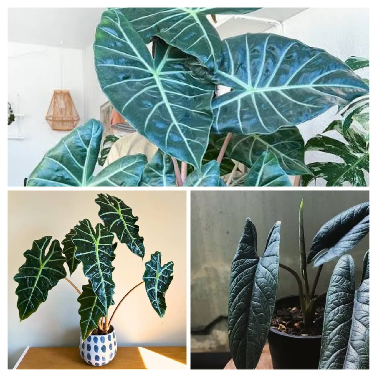 Alocasia Combo ( scalprum, amazonica, pink dragon)