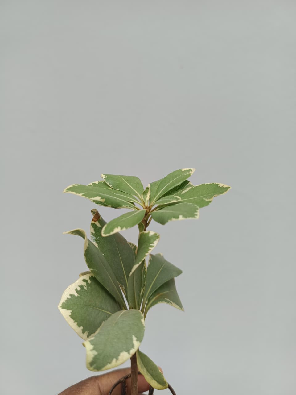 Pittosporum Variegated/Japanese cheese wood varigated - Image 4