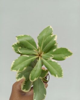 Pittosporum Variegated