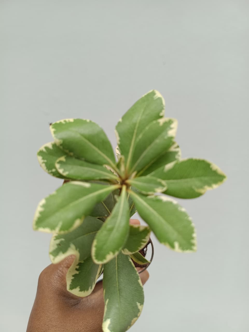 Pittosporum Variegated/Japanese cheese wood varigated - Image 3