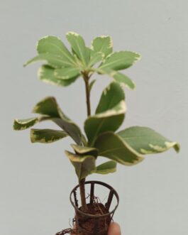 Pittosporum Variegated/Japanese cheese wood varigated
