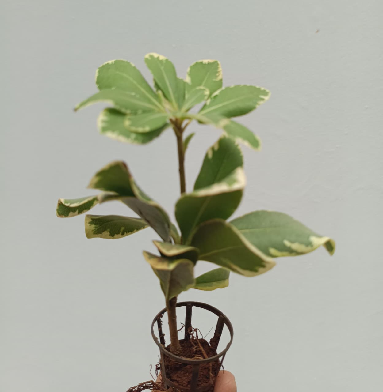 Pittosporum Variegated/Japanese cheese wood varigated - Image 2