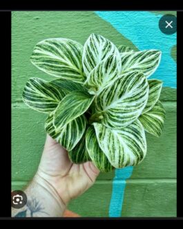 Philodendron Birkin GALAXY Compact ( small pot)