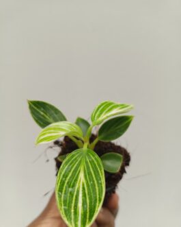 Philodendron Birkin GALAXY Compact ( small pot)