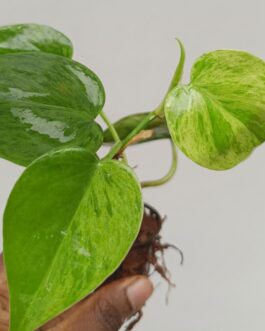 Philodendron Oxycardium Marble