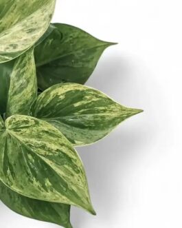 Philodendron Oxycardium  Marble