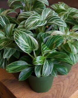 Philodendron Birkin GALAXY Compact ( small pot)