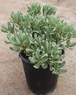 Pittosporum Variegated/Japanese cheese wood varigated