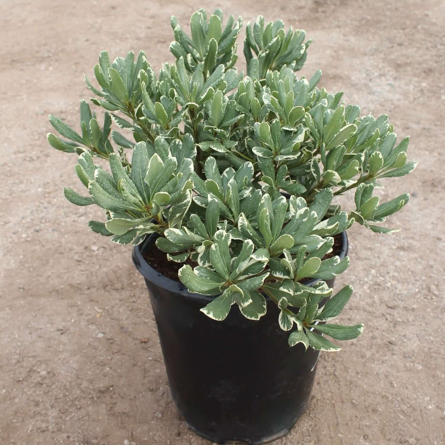 Pittosporum Variegated/Japanese cheese wood varigated
