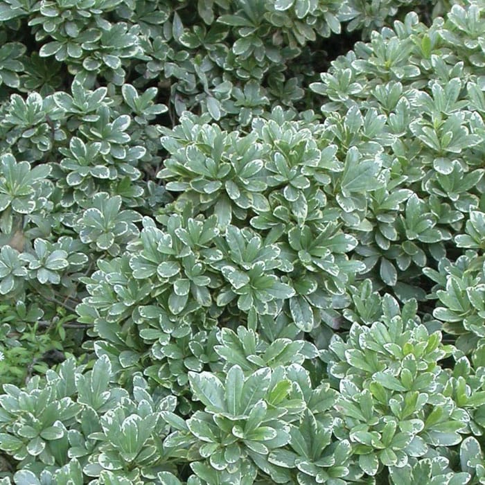 Pittosporum Variegated/Japanese cheese wood varigated - Image 6