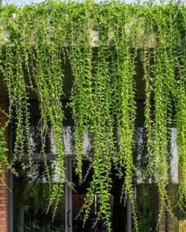 Curtain Creeper (Set of 3 stems)