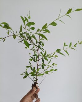 Henna plant (Mehandi Plant)- Size 15 to 20 CM