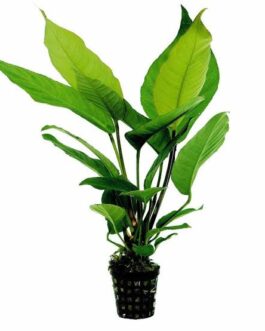Anubias Heterophylla (large plant pot)