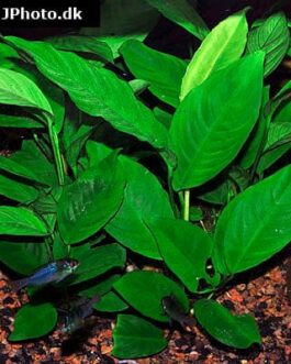 Anubias Heterophylla (large plant pot)