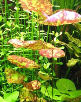 Tricolour lotus/ Nymphaea micrantha Gefleckt (single plant)