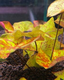 Tricolour lotus/ Nymphaea micrantha Gefleckt (single plant)