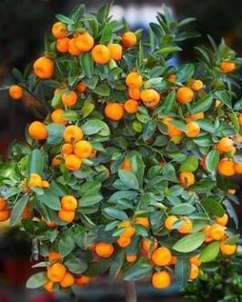 Miniature bush orange (single plant)