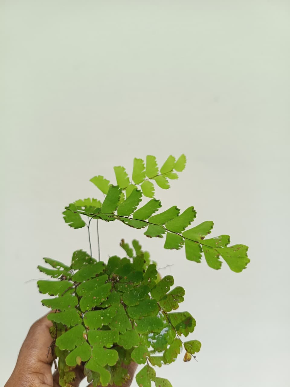 Common Maiden Hair (Single plant) - Image 5