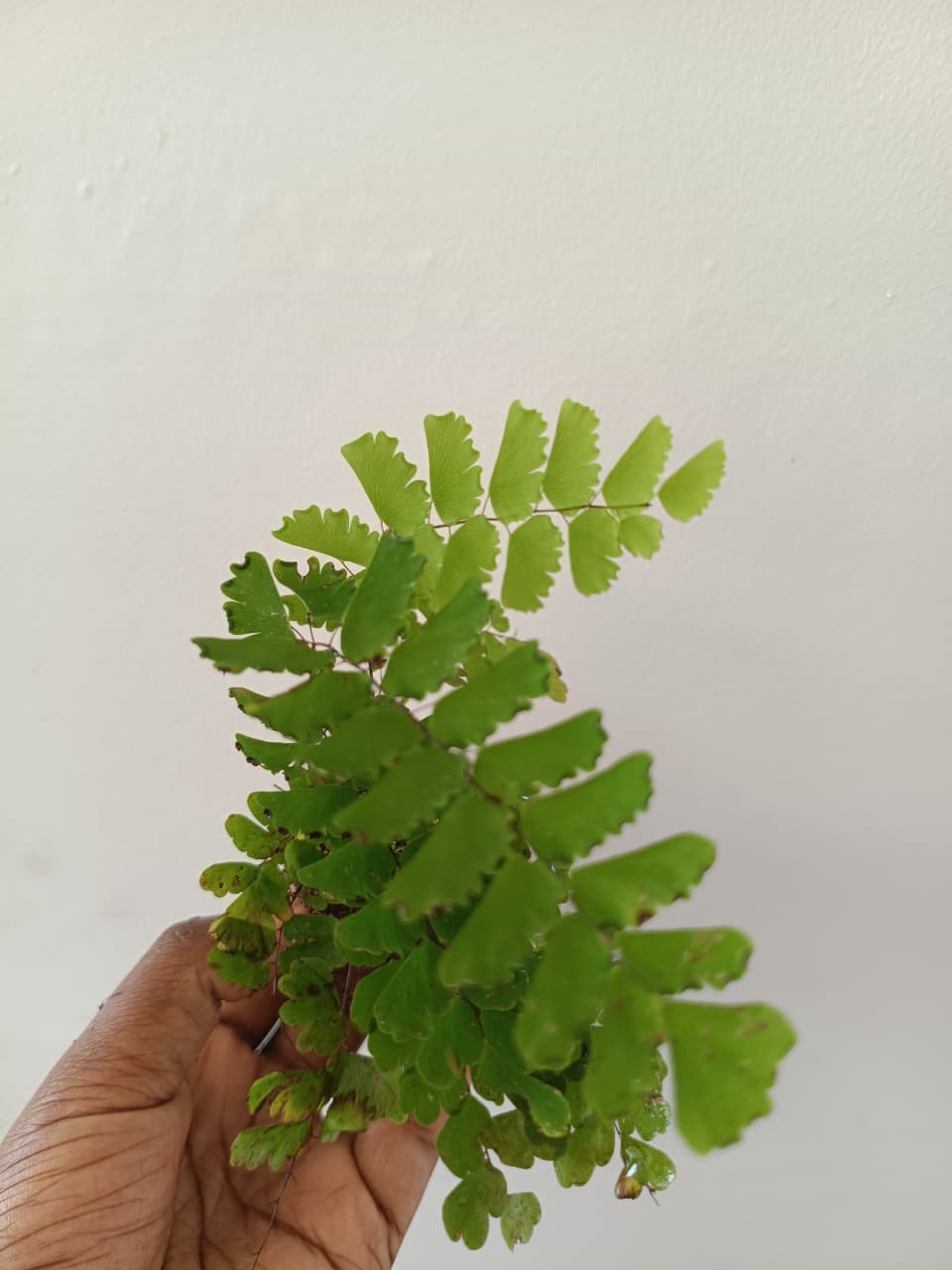 Common Maiden Hair (Single plant) - Image 3