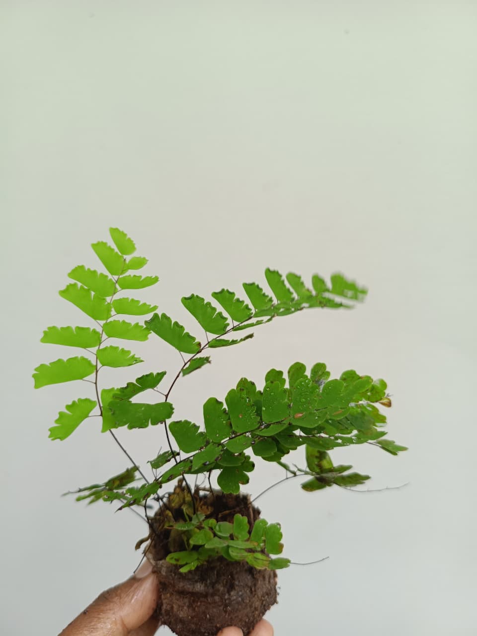 Common Maiden Hair (Single plant) - Image 4