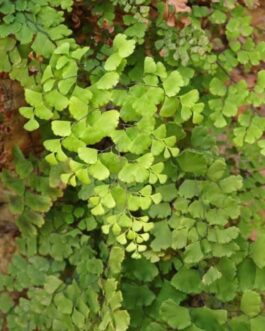 Common Maiden Hair (Single plant)