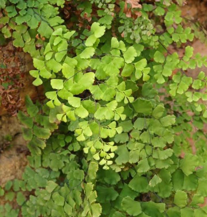Common Maiden Hair (Single plant)
