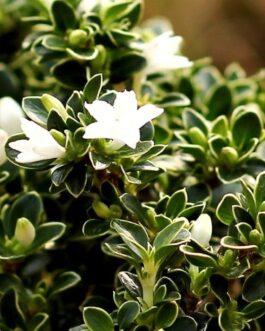 Snow Rose ( Single plant)