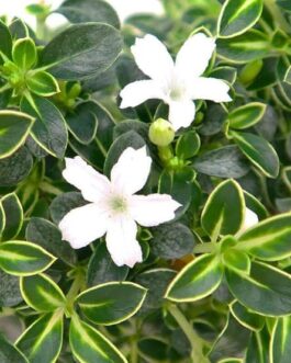 Snow Rose ( Single plant)