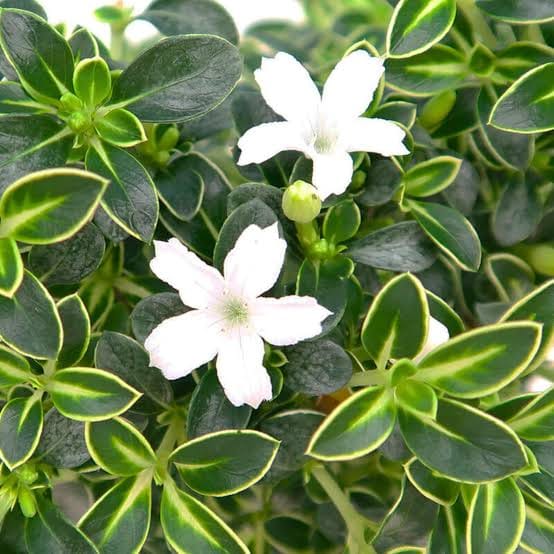 Snow Rose ( Single plant) - Image 2