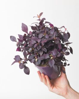Alternanthera Little Ruby (7 stems)