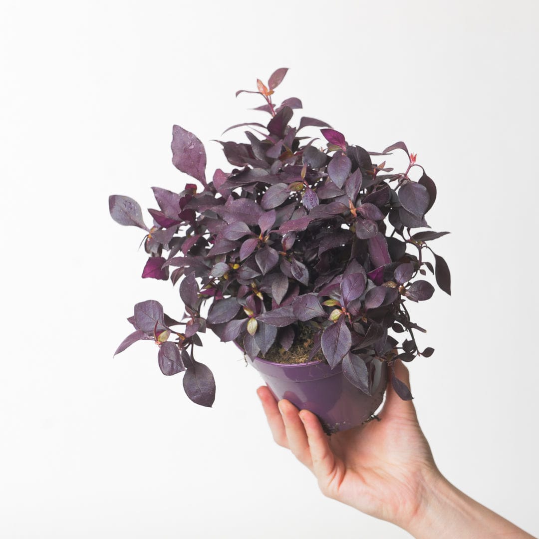 Alternanthera Little Ruby (7 stems)