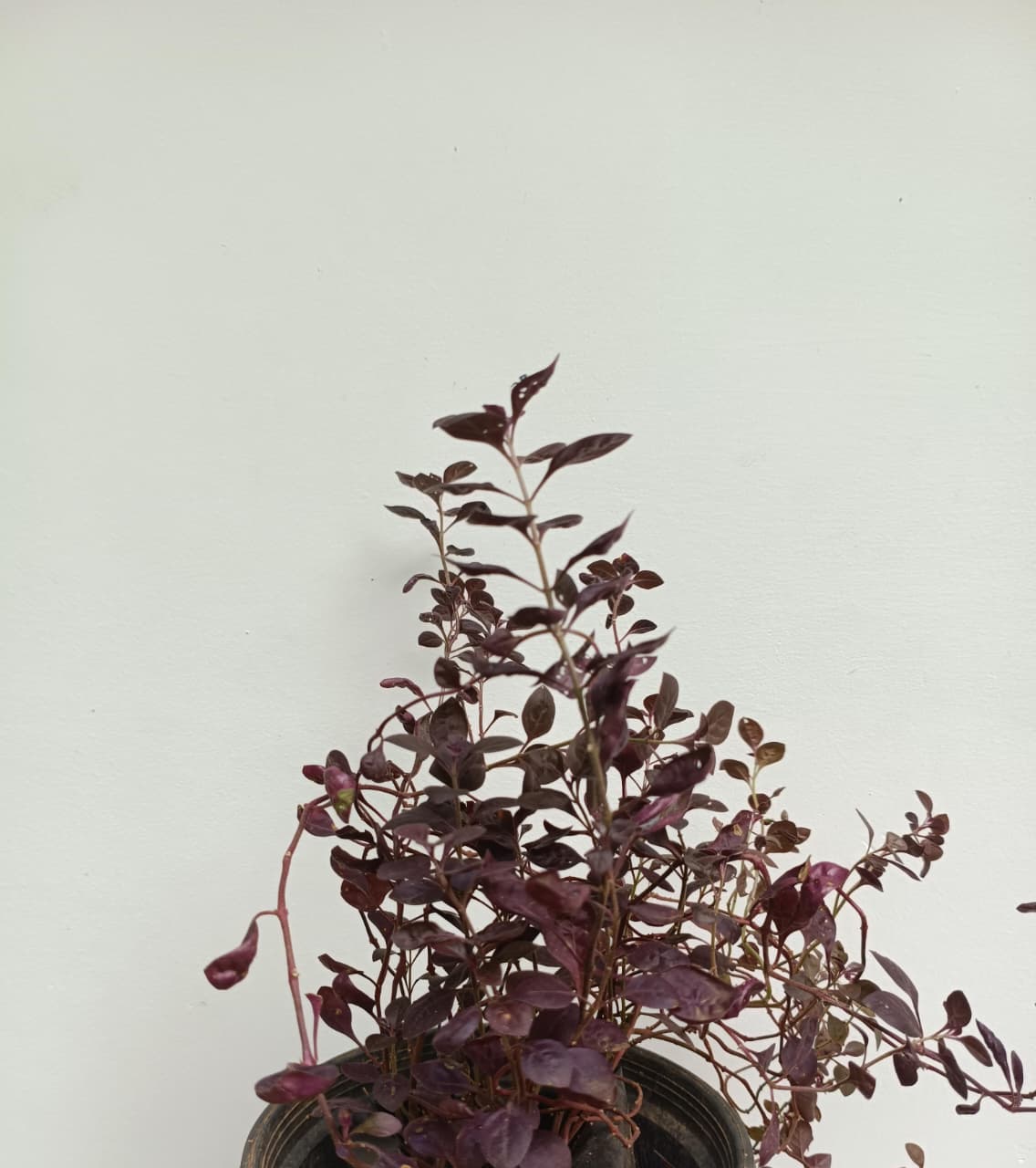Alternanthera Little Ruby (7 stems) - Image 3