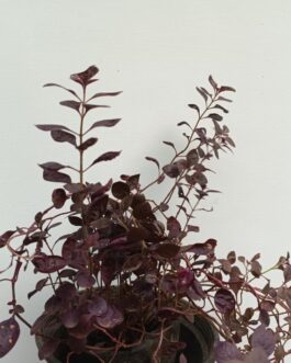 Alternanthera Little Ruby (7 stems)