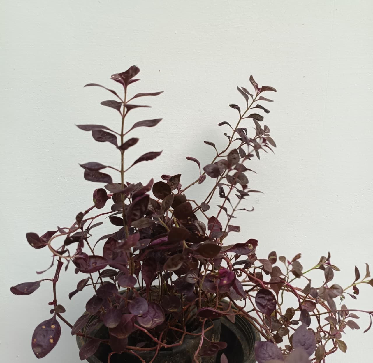Alternanthera Little Ruby (7 stems) - Image 2