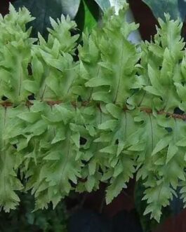 Roosevelt fern / Nephrolepis exaltata ‘Rooseveltii’ (single plant)