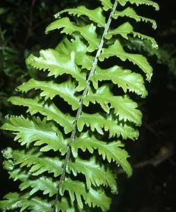 Roosevelt fern / Nephrolepis exaltata 'Rooseveltii' (single plant) - Image 4