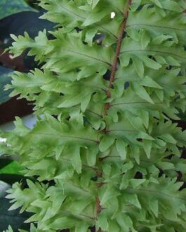 Roosevelt fern / Nephrolepis exaltata ‘Rooseveltii’ (single plant)
