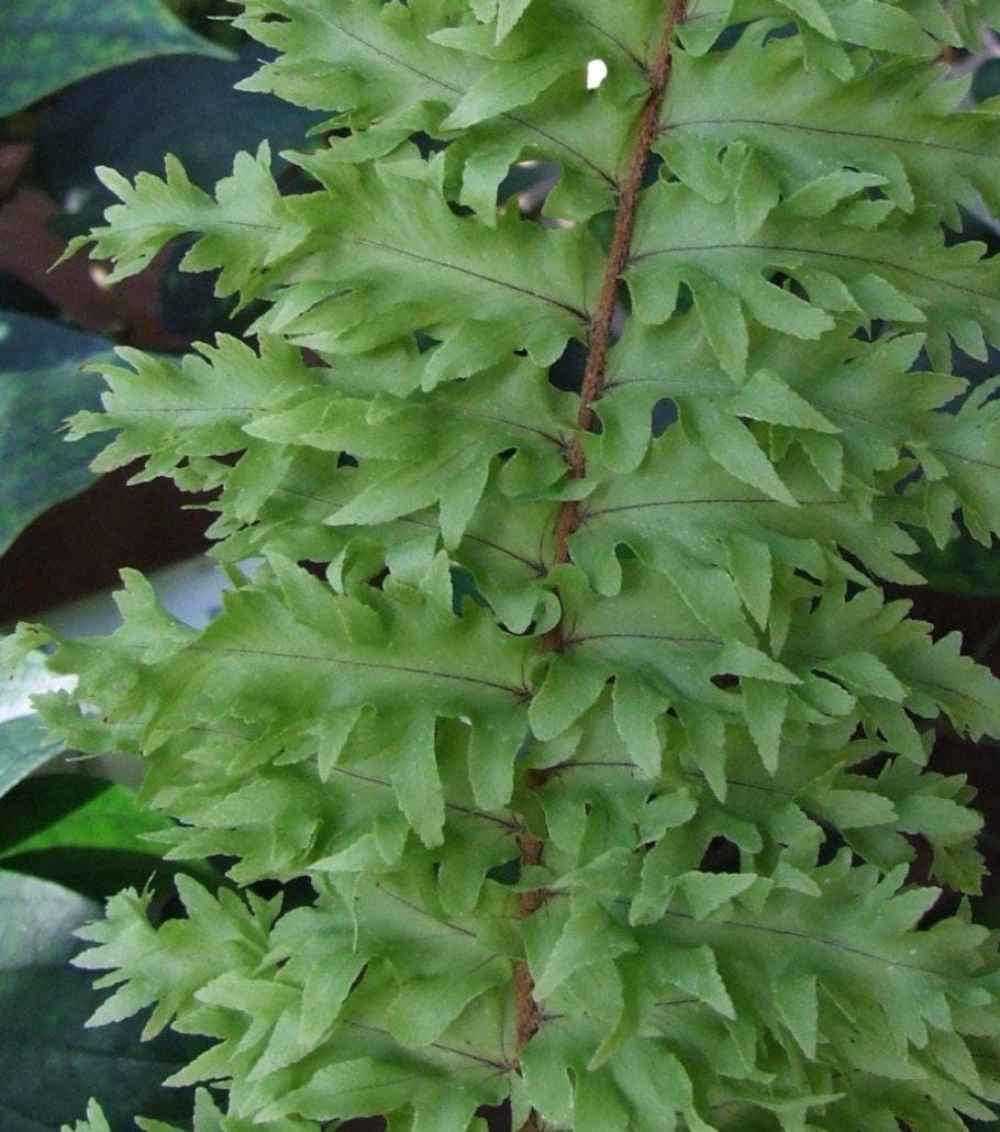 Roosevelt fern / Nephrolepis exaltata 'Rooseveltii' (single plant) - Image 2