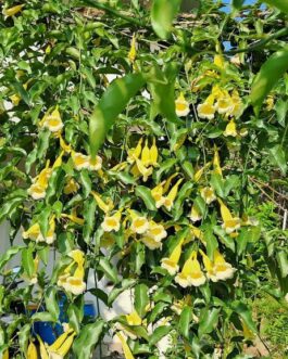 Yellow Bell flower Vine/Anemopaegma Creeper (Single plant)