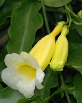 Yellow Bell flower Vine/Anemopaegma Creeper (Single plant)
