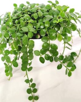 String of Nickels (on HUSK!!!!!!!)